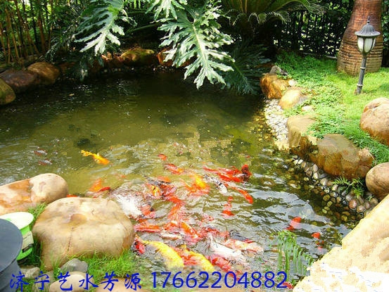 入手魚塘凈化器，還原水質(zhì)讓家中飼養(yǎng)的錦鯉更健康